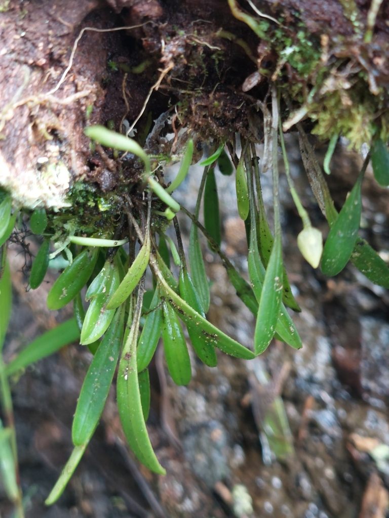 Masdevallia campyloglossa