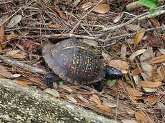 Terrapene carolina major
