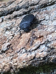 Penthe pimelia