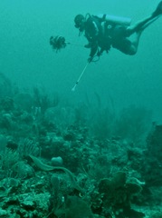 Gymnothorax funebris