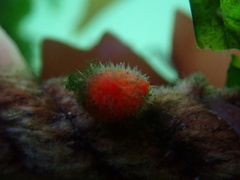 Boltenia