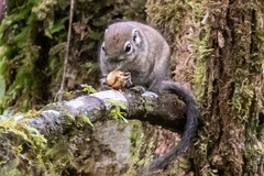 Sundasciurus jentinki