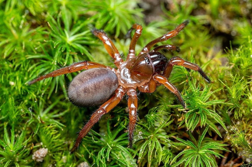 Myrmekiaphila torreya in November 2022 by Brent E. Hendrixson · iNaturalist