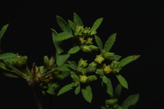 Paronychia fastigiata fastigiata