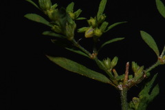 Paronychia fastigiata fastigiata