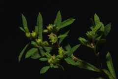 Paronychia fastigiata fastigiata