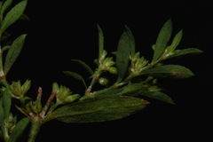 Paronychia fastigiata fastigiata