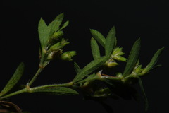 Paronychia fastigiata fastigiata