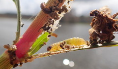 Herpetogramma bipunctalis