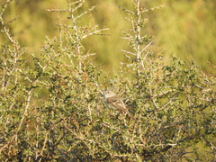 Serpophaga subcristata