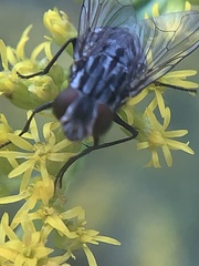 Muscidae