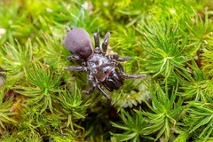 Sphodros abboti