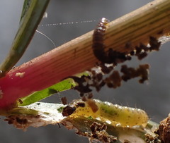 Herpetogramma bipunctalis