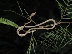 Ahaetulla prasina