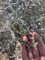 Quercus john-tuckeri