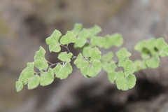 Adiantum chilense scabrum