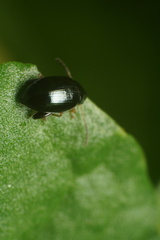 Psylliodes chrysocephala