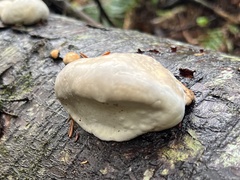 Fomitopsis