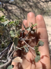Quercus john-tuckeri