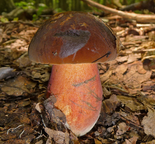 Dotted Stem Bolete