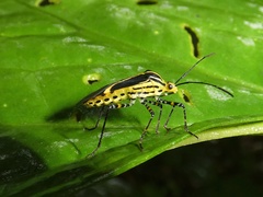 Hypselonotus linea