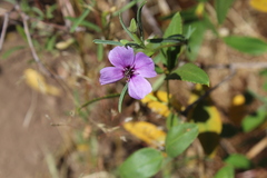 Clarkia tenella