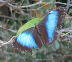 Morpho