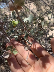 Quercus john-tuckeri