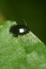 Psylliodes chrysocephala