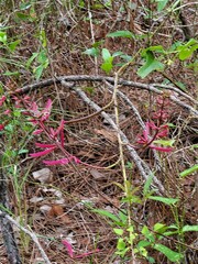 Erythrina herbacea