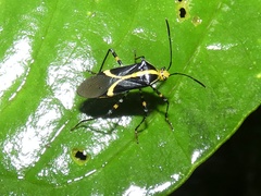 Hypselonotus linea