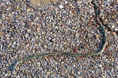 Thamnophis proximus orarius