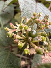 Cissus obliqua