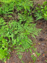 Pteridium aquilinum pseudocaudatum