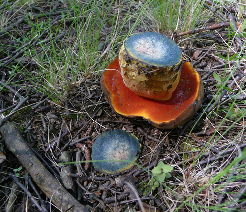 Dotted Stem Bolete