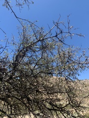 Quercus john-tuckeri