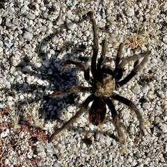 Aphonopelma eutylenum