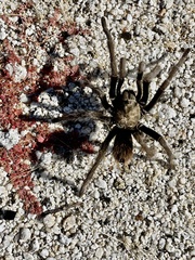 Aphonopelma eutylenum