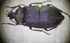 Penthe pimelia