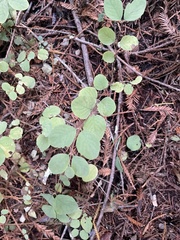 Symphoricarpos mollis