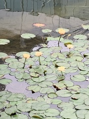 Nymphaea mexicana