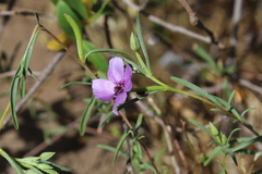 Clarkia tenella