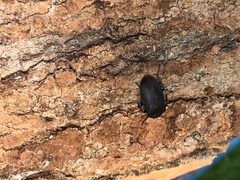 Penthe pimelia