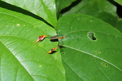 Anisoscelis foliaceus