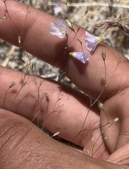 Leptosiphon liniflorus