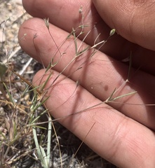 Leptosiphon liniflorus