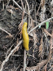 Ariolimax dolichophallus