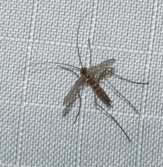 Macrocera