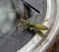 Reduviidae