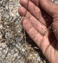 Leptosiphon liniflorus